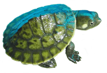 Kreft's River Turtle - Amazing Amazon